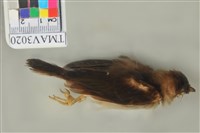 藏品(白頭翁)的圖片